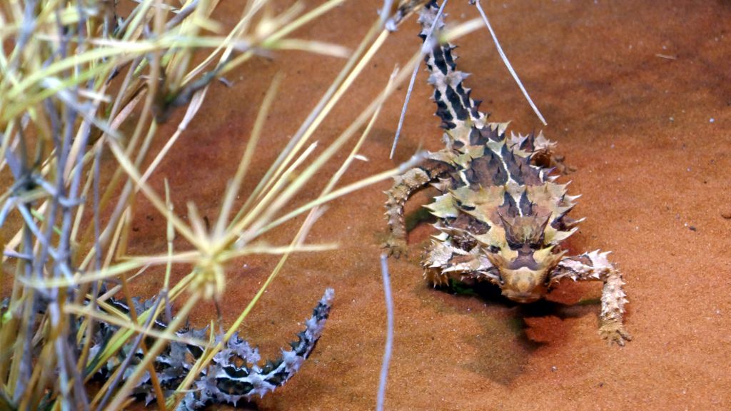 thorny devils