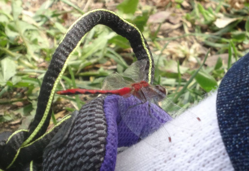 Jennifer got a beautiful dragonfly on her foot