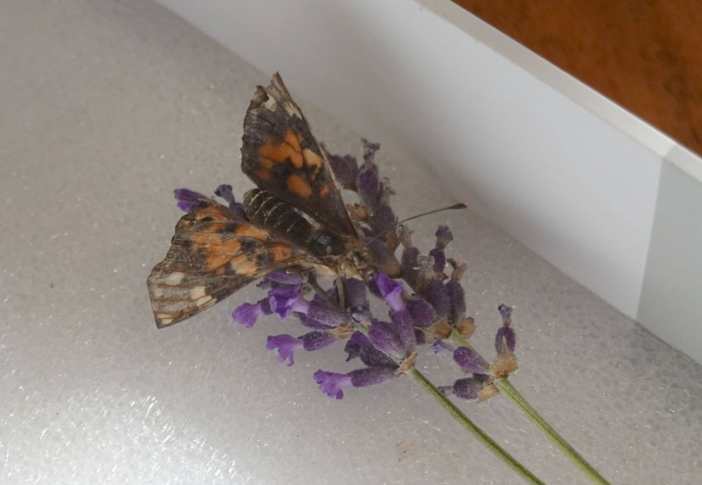 despite his damaged feet, he was able to climb flowers as often as he could, that was exciting