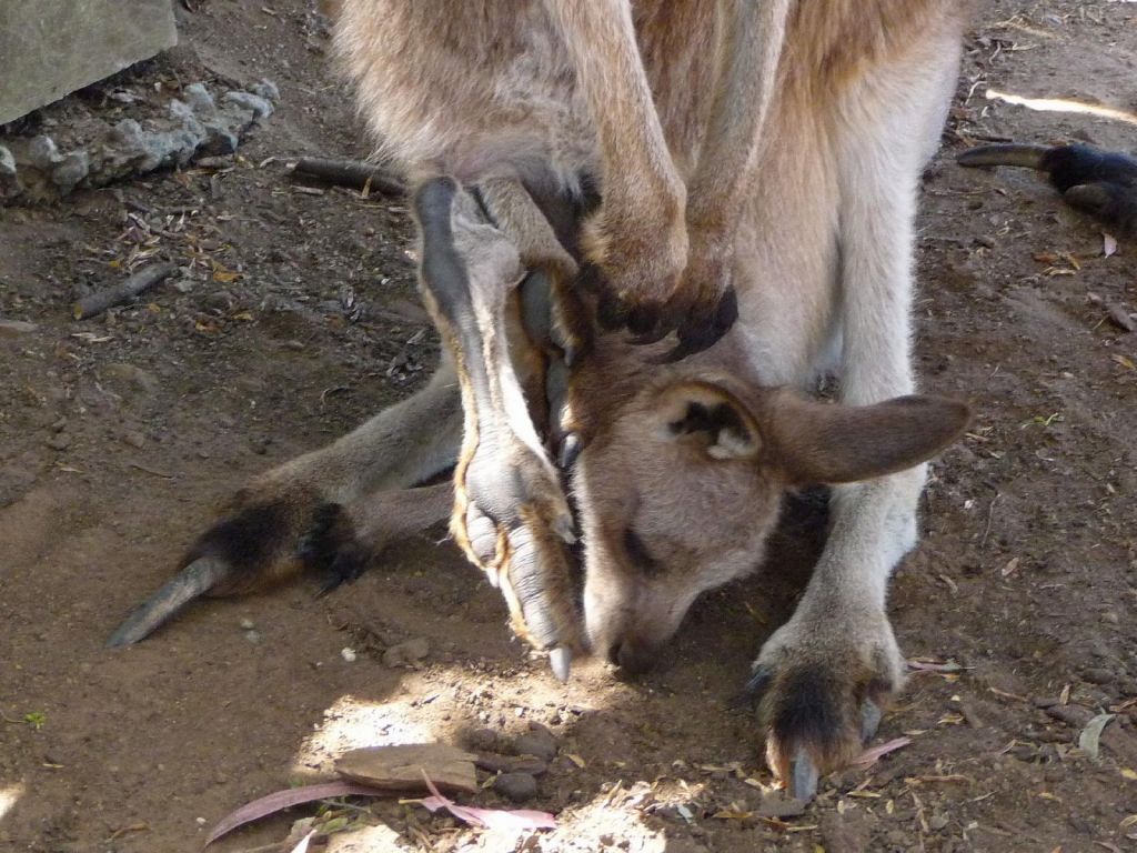 the small joeys that can't quite fit in the pocket are funny :)