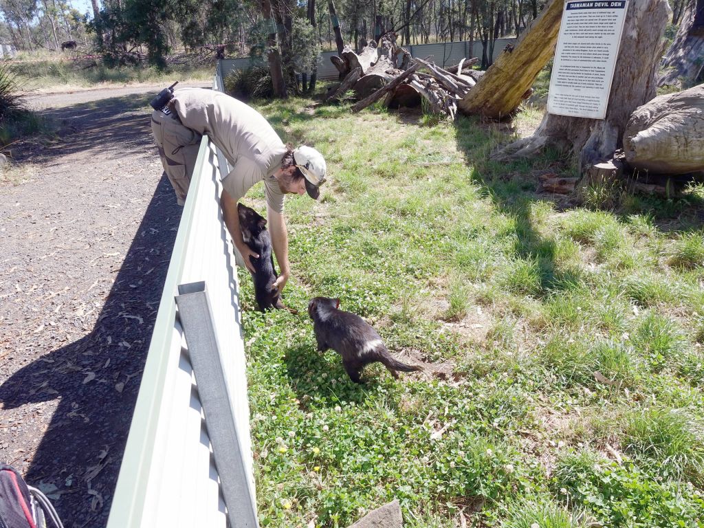 the keeper picked up a female tasmanian devil for us