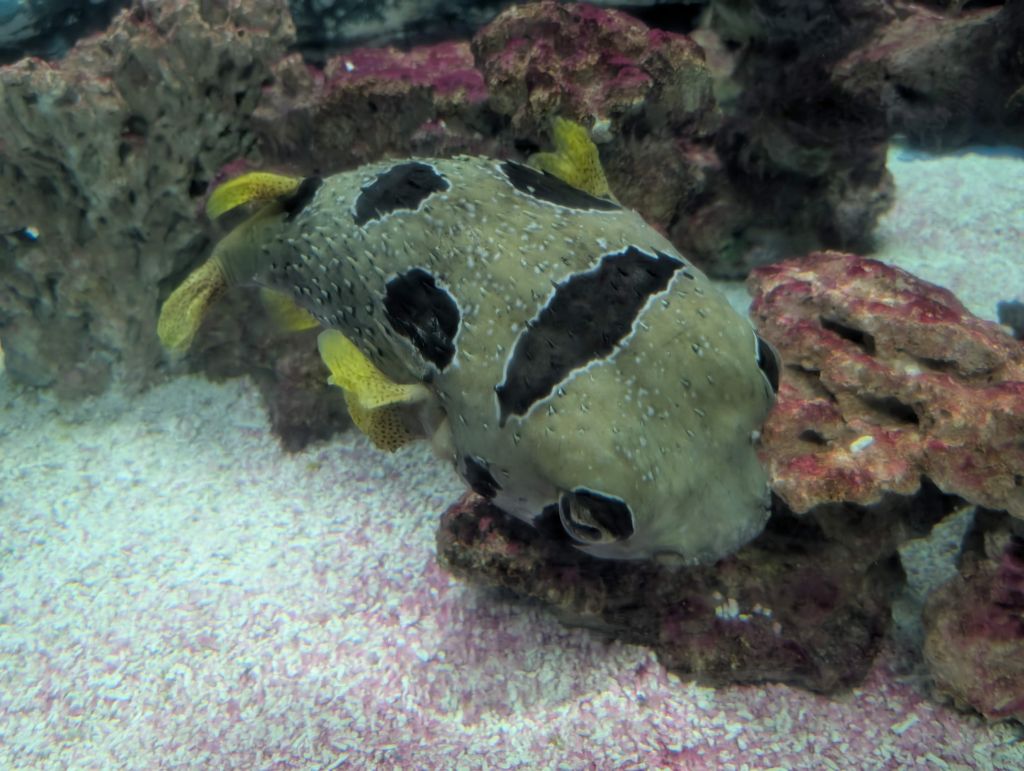 I love puffers
