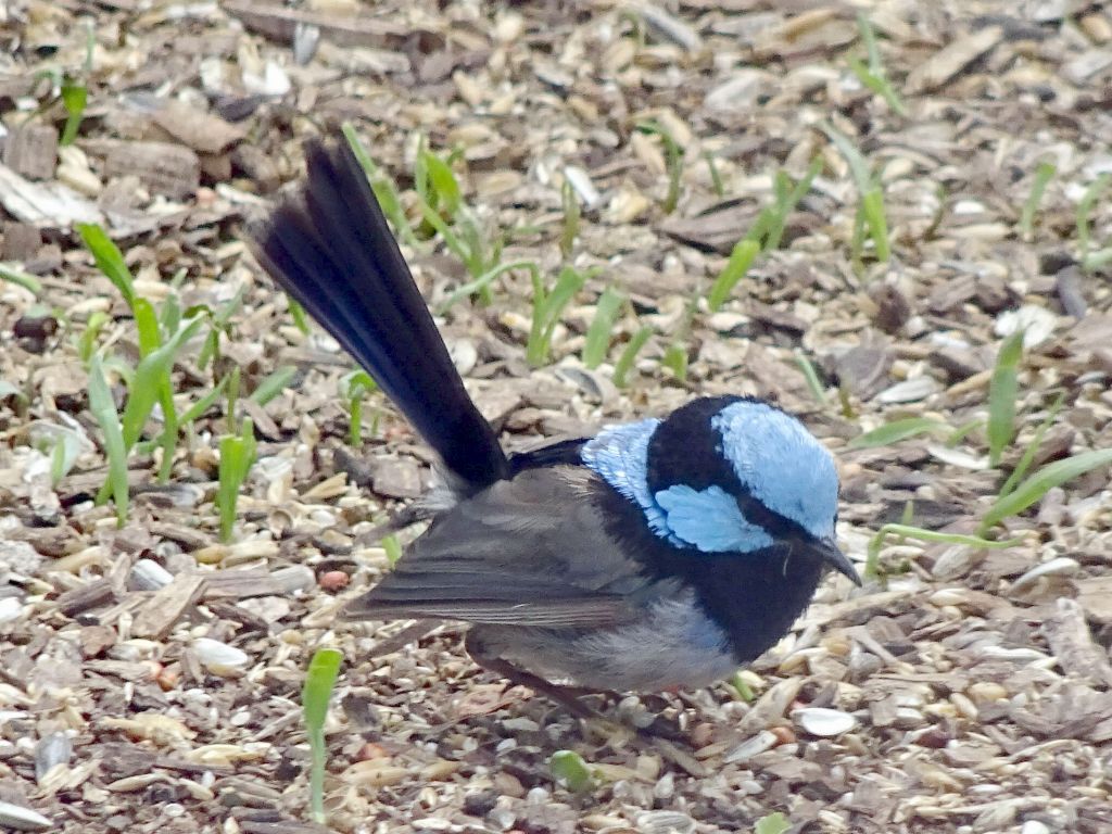 this bird is beautiful