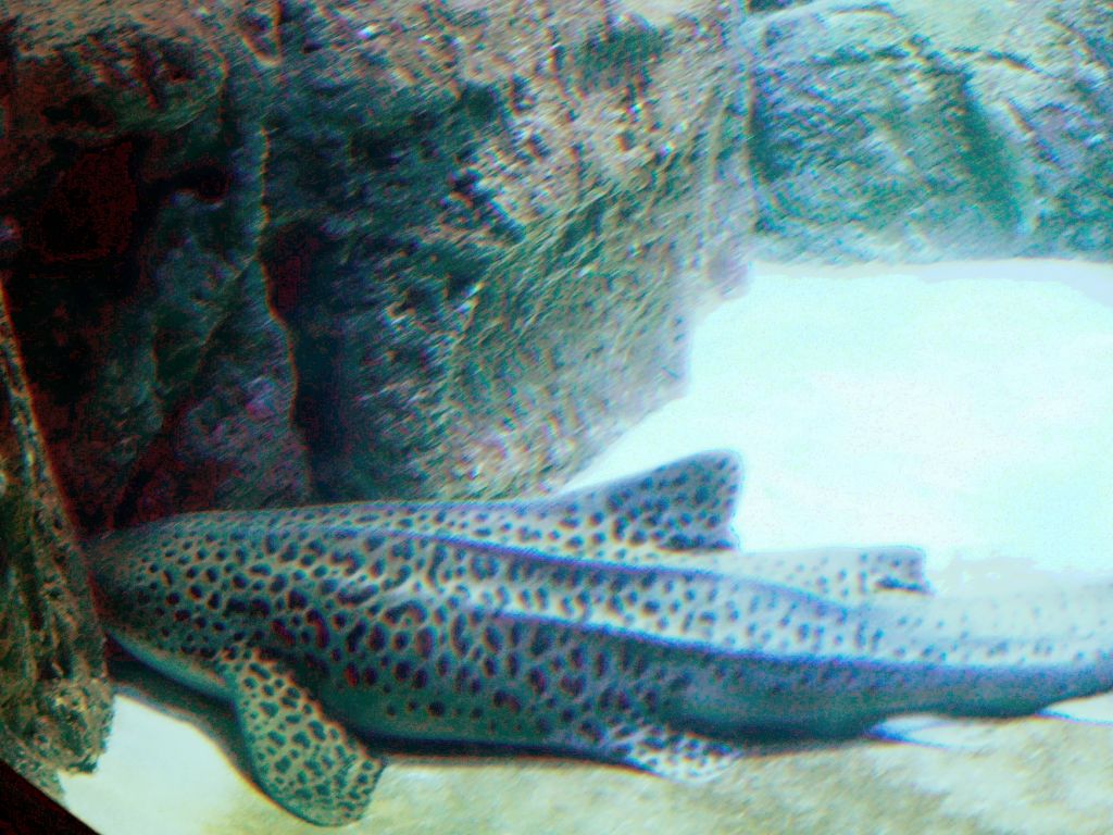 leopard shark?