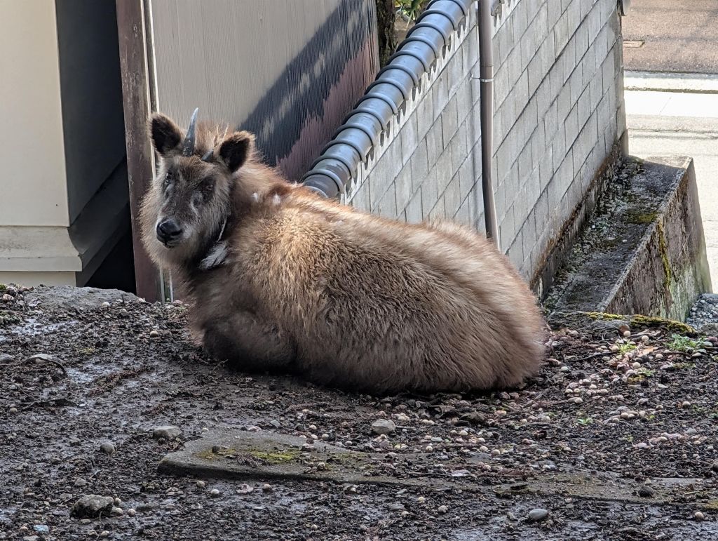 found a wild mountain goat