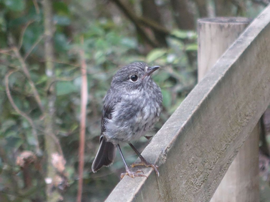 this birdie actually came to me to check me out and kept flying around me