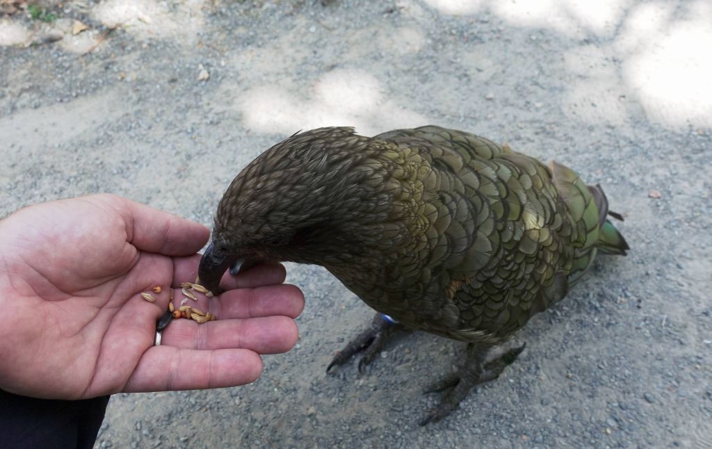 the Keas are quite curious and hungry too if you have food :)