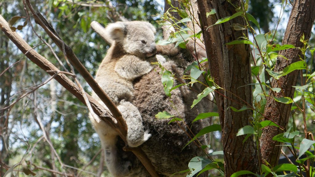 baby koala