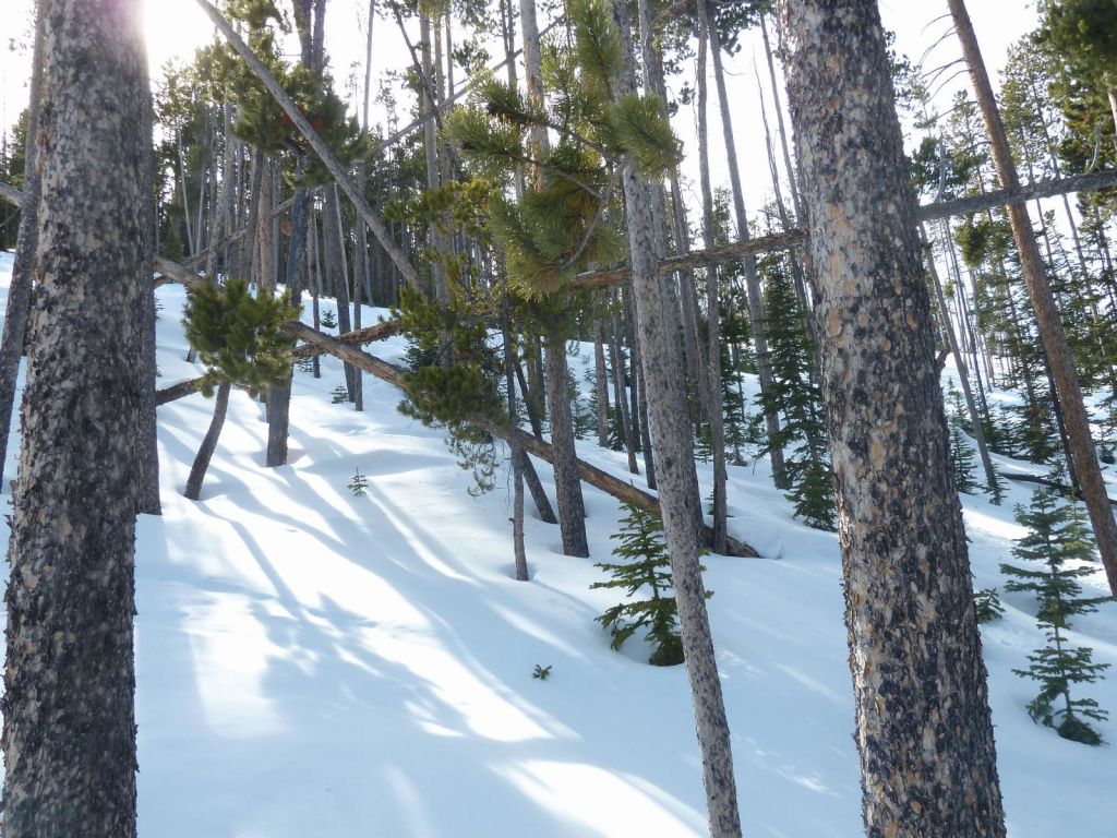 their trees tended to be more dense than the Tahoe ones.