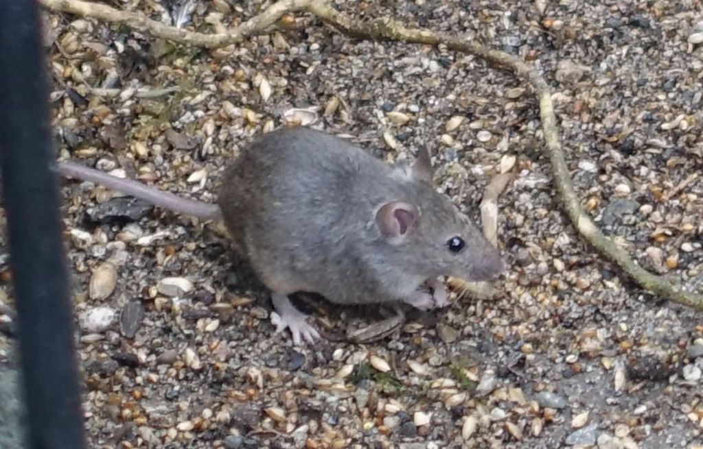 small mice were also there to enjoy the food :)