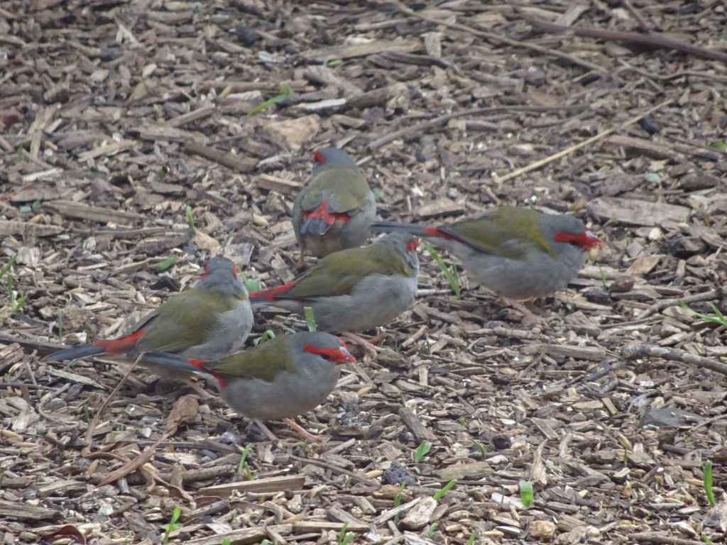 happy colorful birds