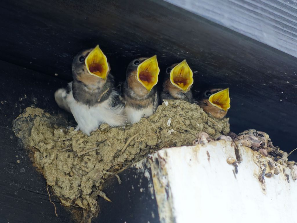 lots of little birdies living in old street :)