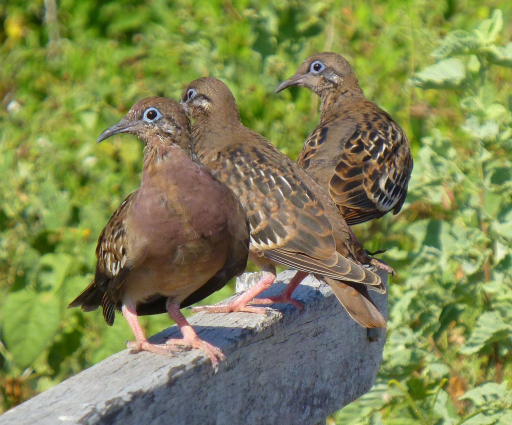 more blue eyed doves