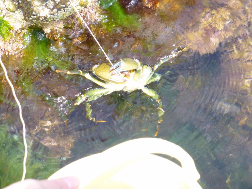 the crab were so greedy, you put food on a string, and they wouldn't let it go