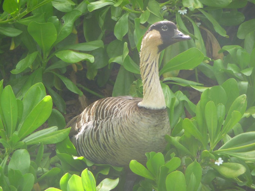 finally, we got to see a Néné north of the Island