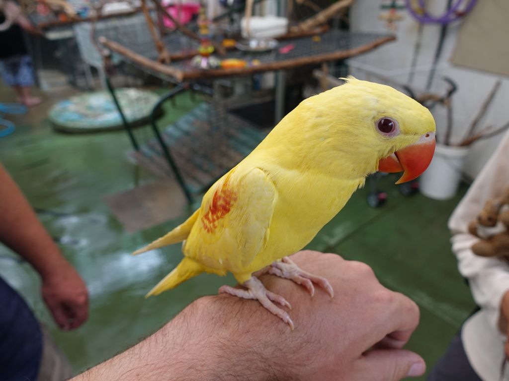 we both liked the smaller parrots, they are more gentle and still very nice