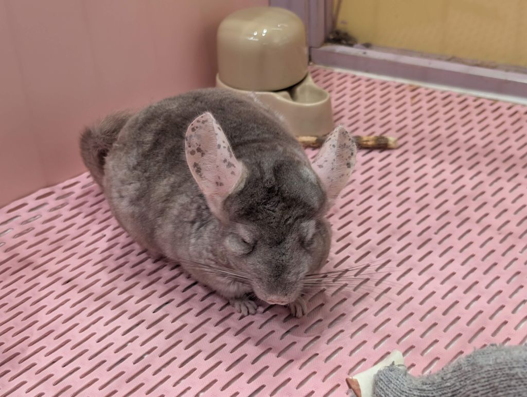 chinchilla!