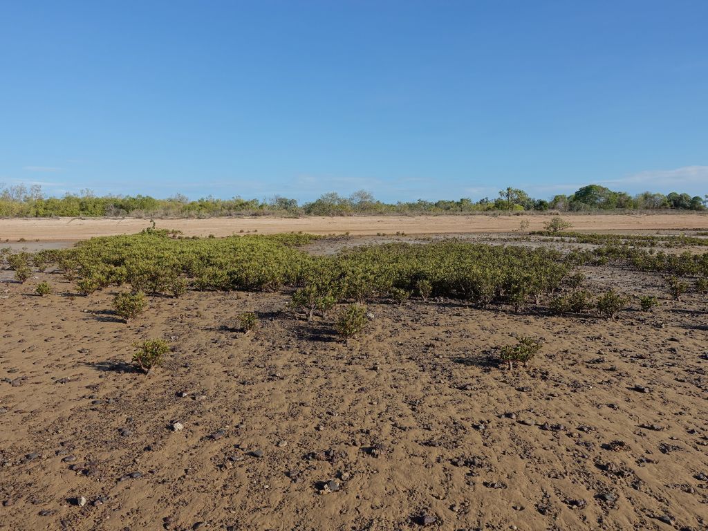 lots of mangroves