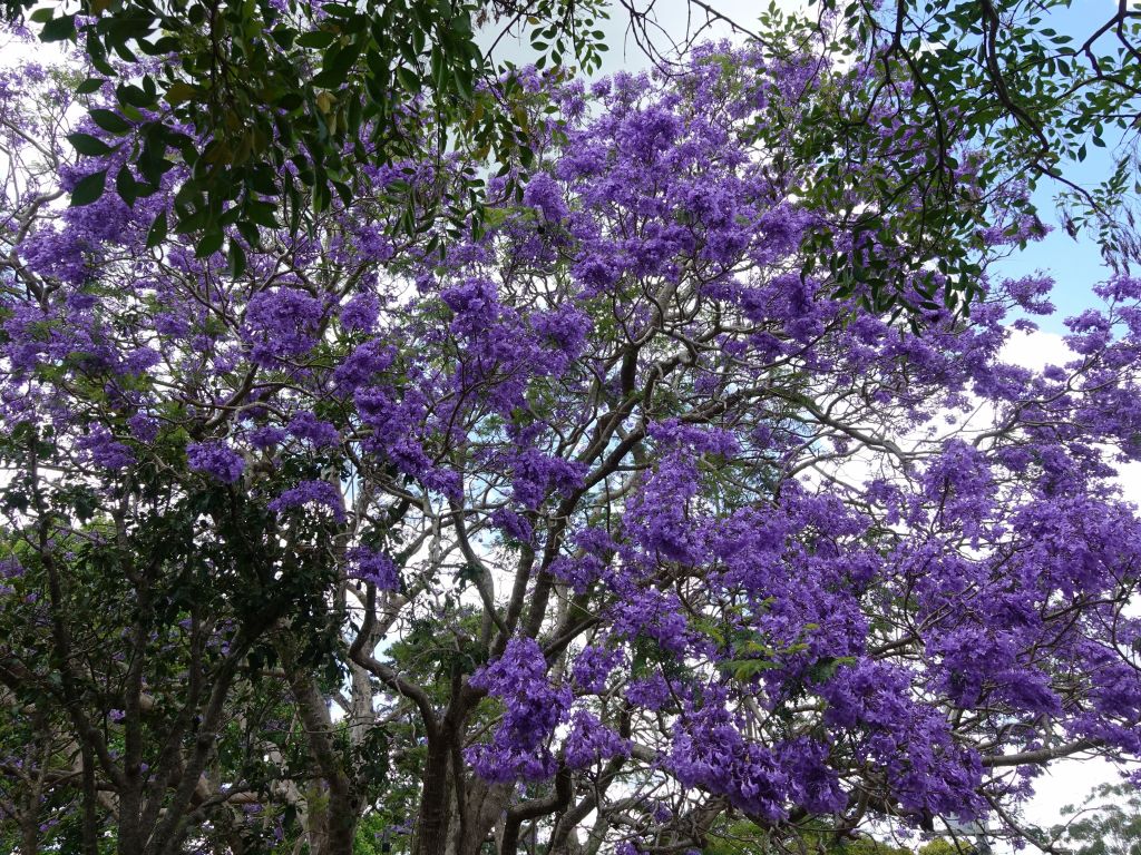 nice walk through the shops at Mt Tamborine's Gallery Walk