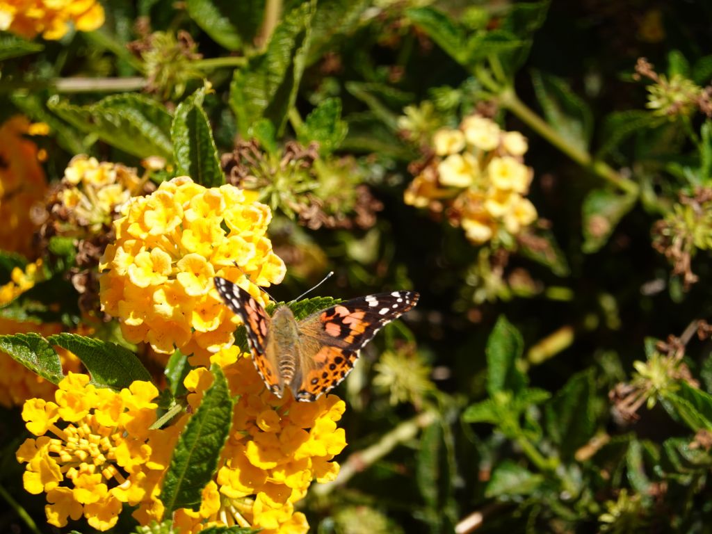 they obviously liked our lantanas