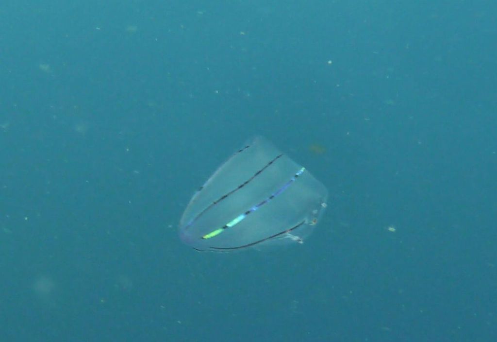 this jellyfish had cool pulsating colors