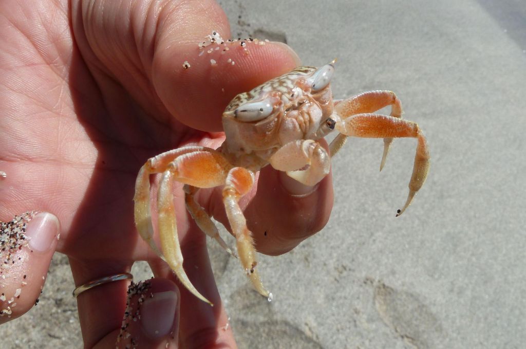 we got a fast ghost crab to get out of breath so that we could catch it. Poor thing was missing a leg already