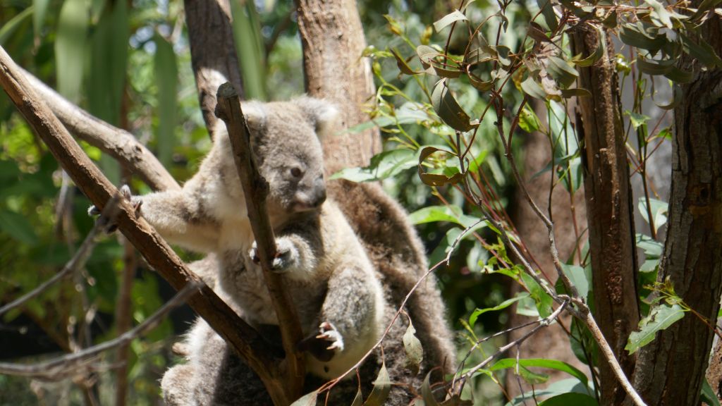 it was learning to climb way for its mom