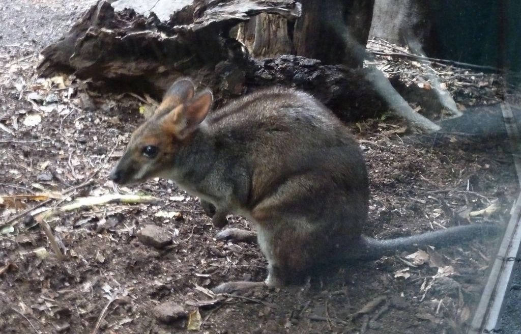 wallaby