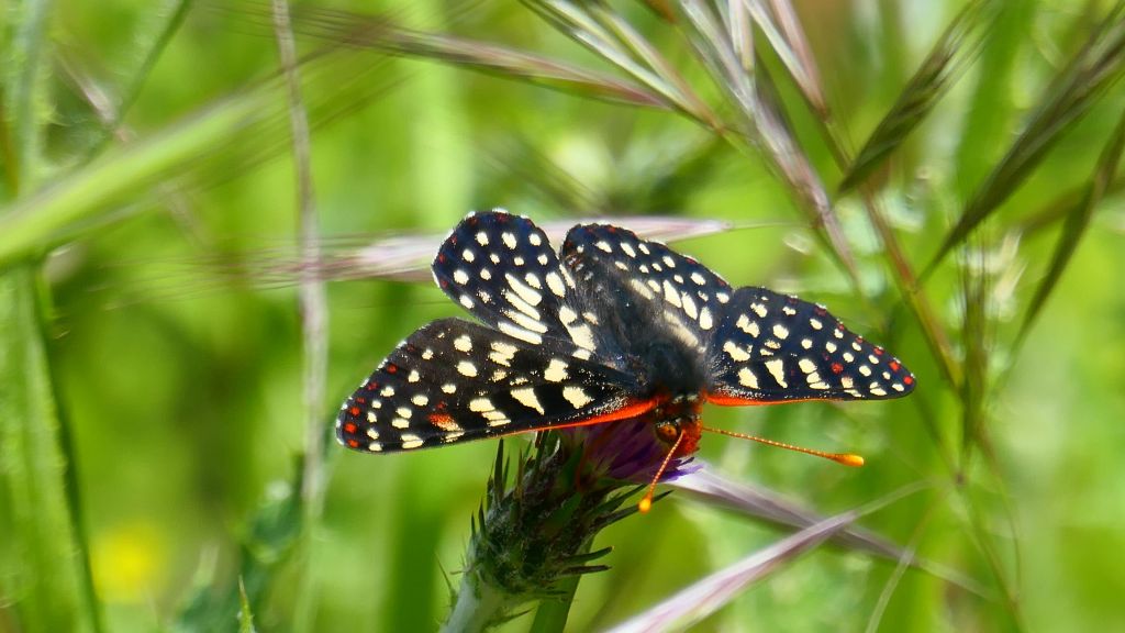 lots of butterflies