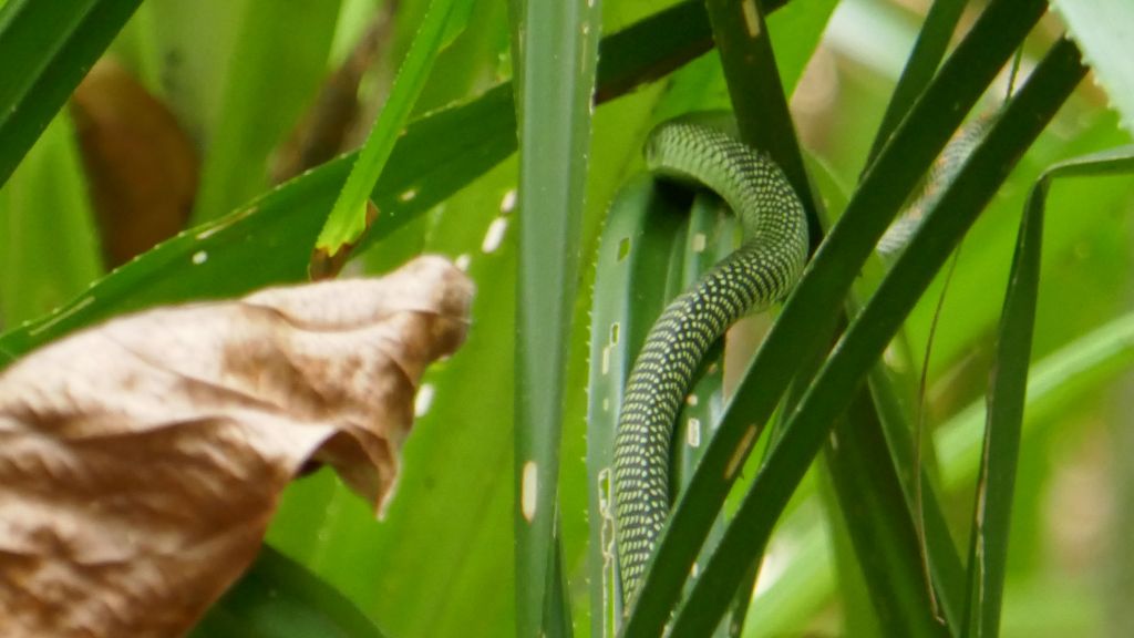 tree snake