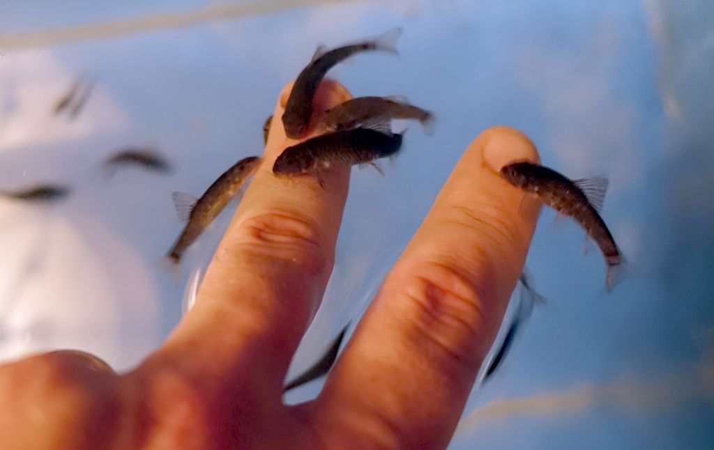 one fish restaurant had an aquarium with fishies that came to eat your skin