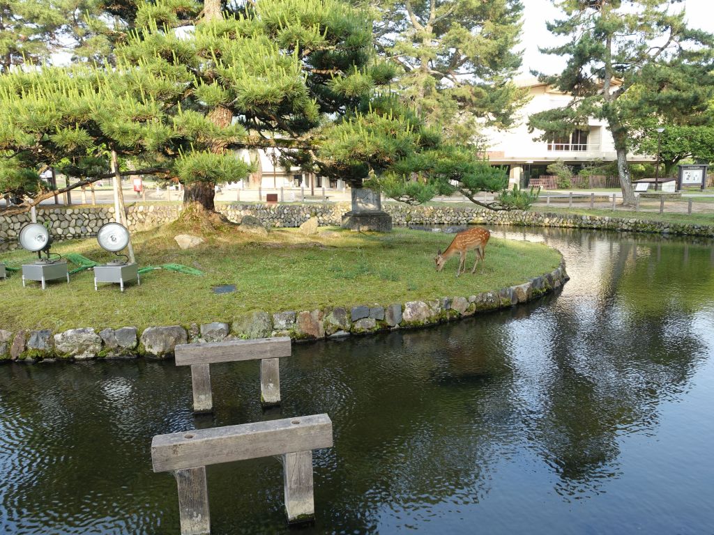 this deer crossed the water to go enjoy the fresh grass :)