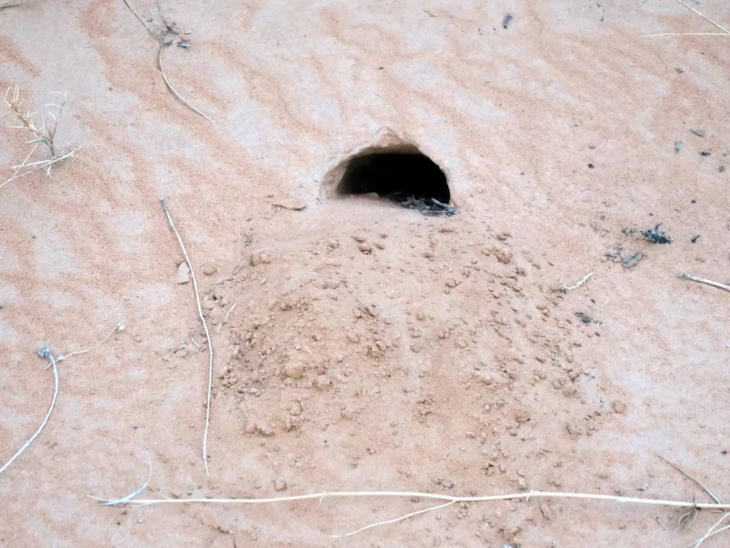 I think I found some bilby holes