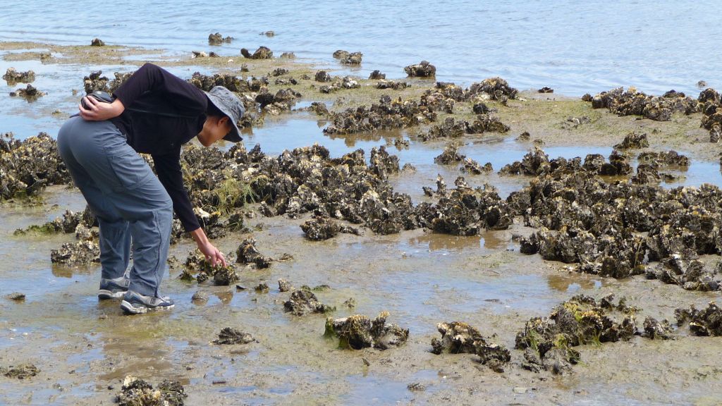 oysters everywhere, we just weren't sure if they were fresh