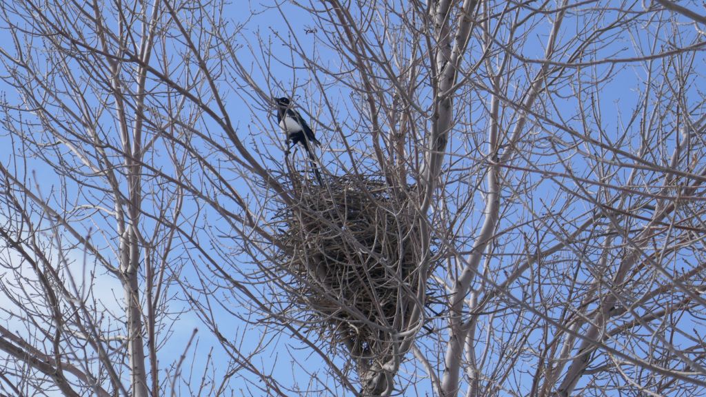 found some michoko birds