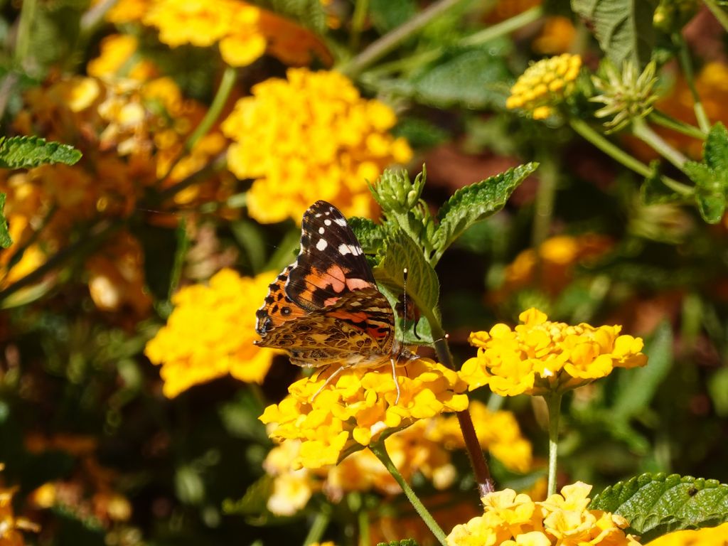 this one already started feeding (you can see its proboscis)