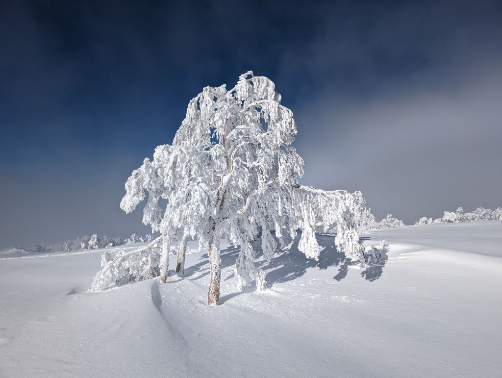 did I say nice trees? :)