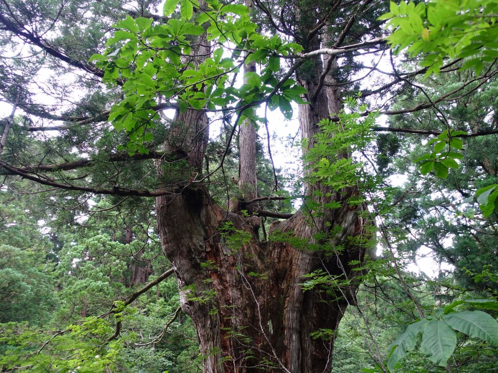 multiple trees merged, and some trees seemed to split off into multiple ones