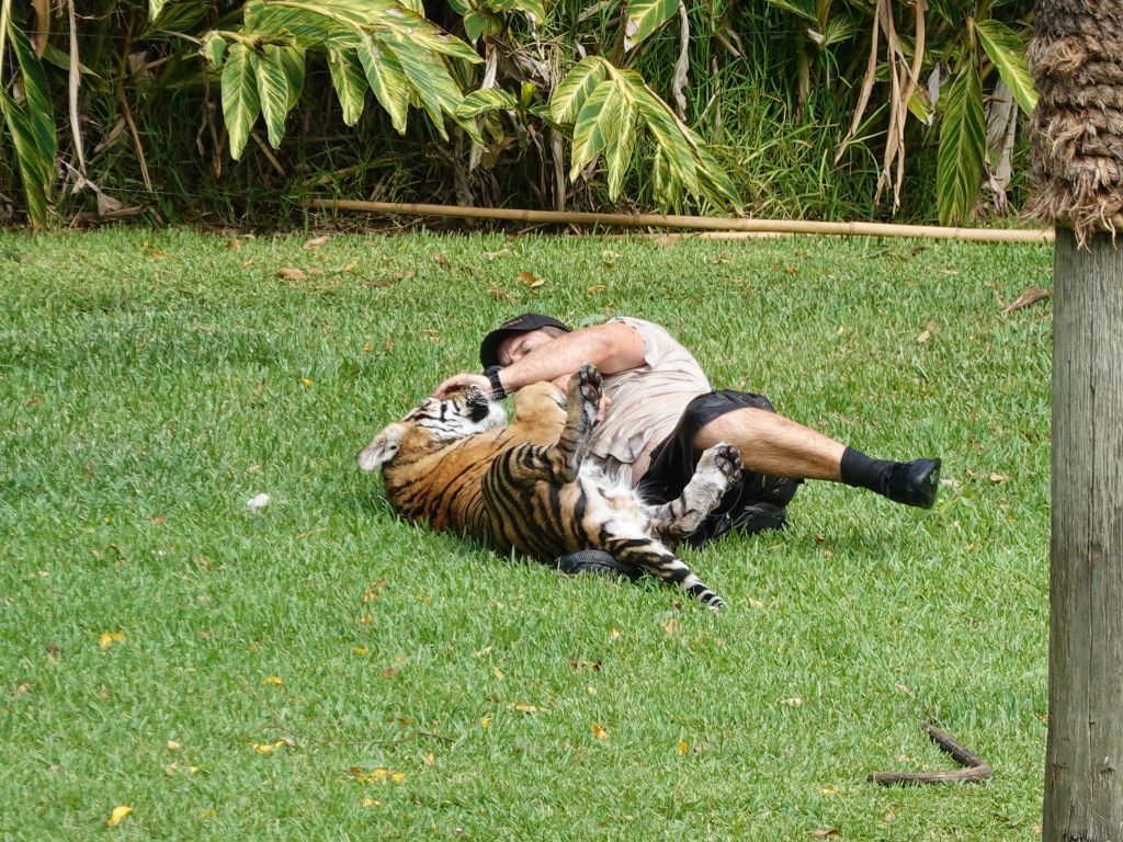 that's a bigger cat than I'd play with myself :)