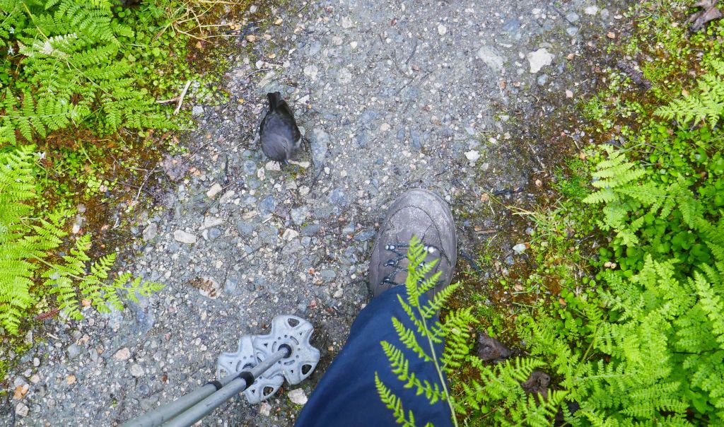 robins came back to check out my feet