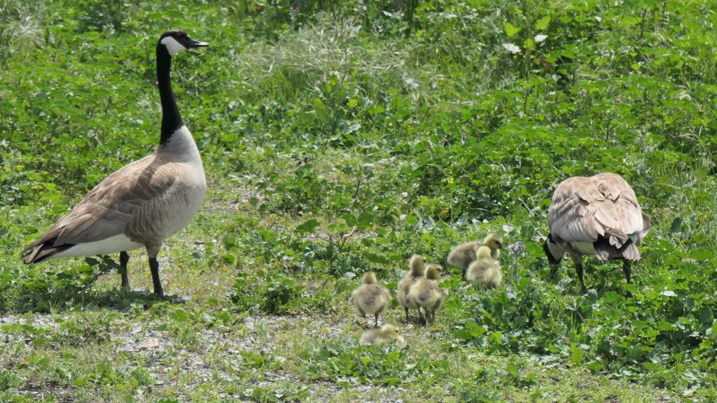 nice little chicks