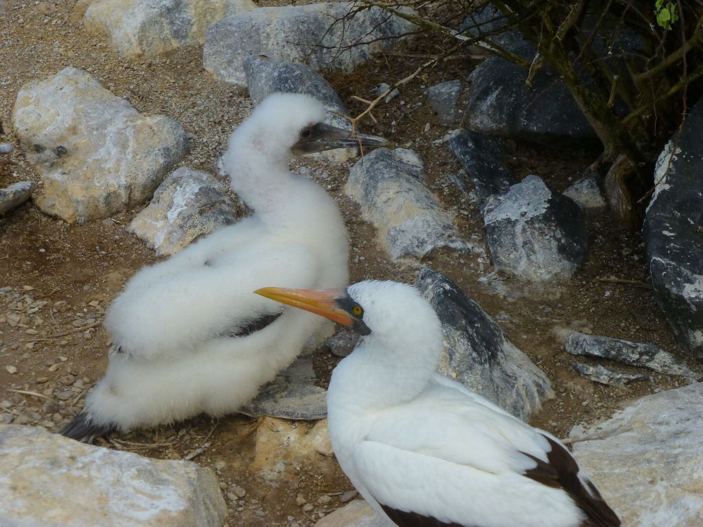 Those lovely masked boobies kill their brothers to get all the food