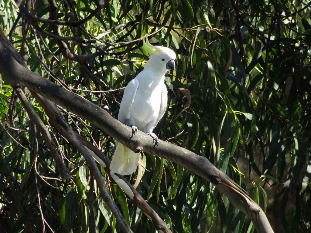 I love cockatoos