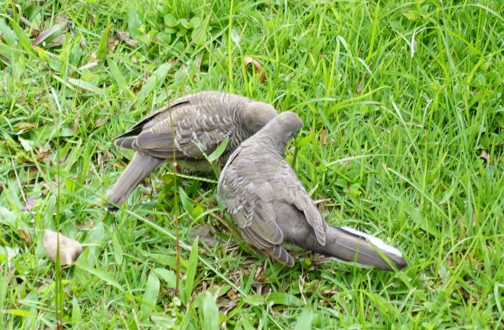 friendly birds :)