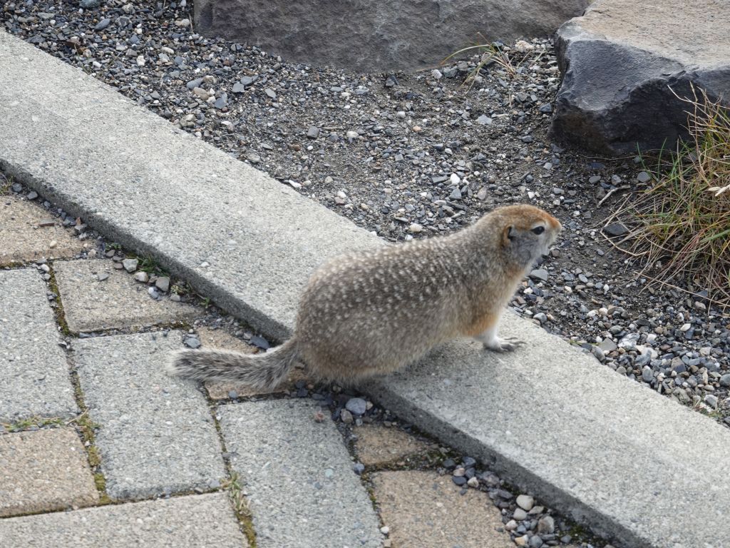 ground squirrels are food for many bigger animals