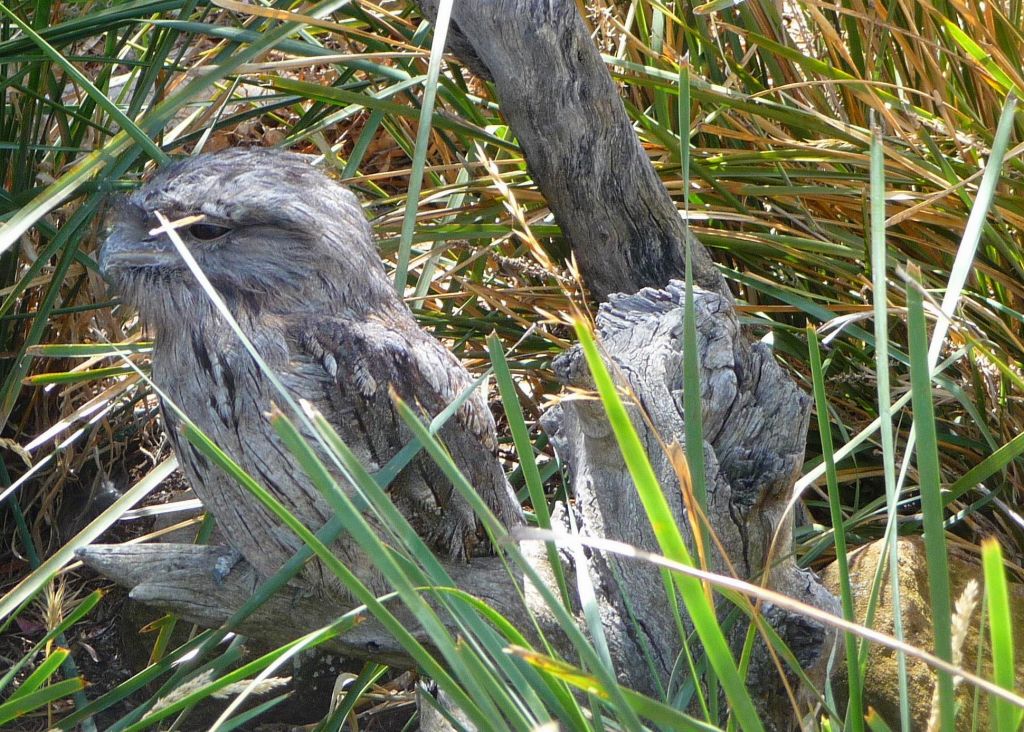 this bird does look like a log, amazing