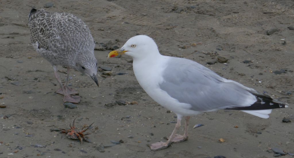 the seagulls didn't release as much the crabs they caught