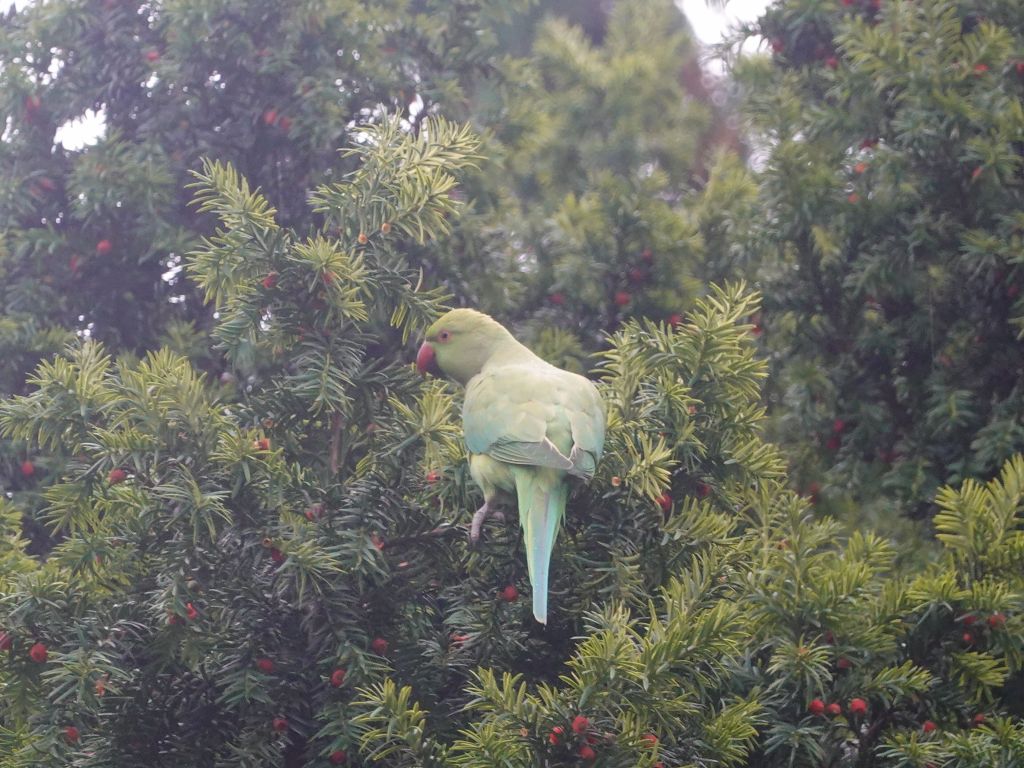 I had no idea that Holland had a wild population of parrots