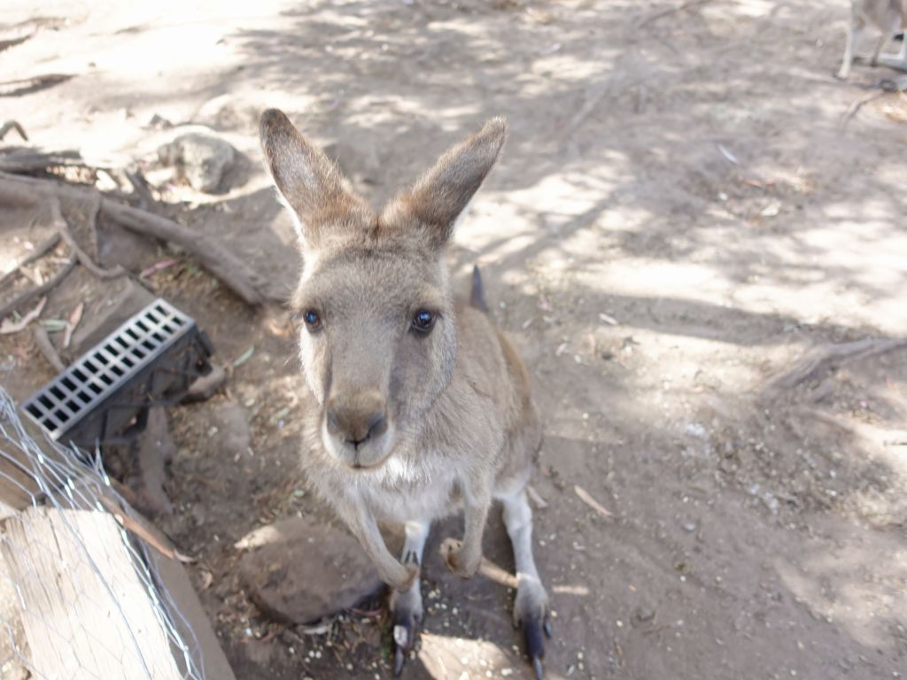 some kangaroos were very nice, even if you didn't feed them