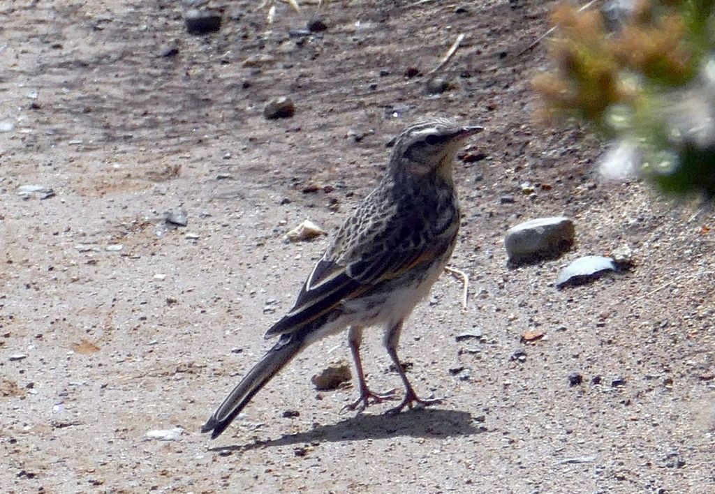 those pretty fearless birds were all over the track